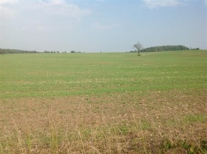 Field stripped of hedgerows near Keene 