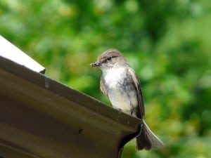 Eastern Phoebe (David Frank) 