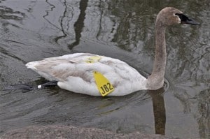 immature Trumpeter Swan (Frank Millard )