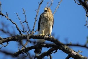 Immature Cooper's Hawk (by Greg Piasetzki)  