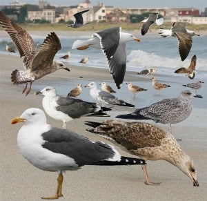 Lesser Black-backed Gull (various plumages) 