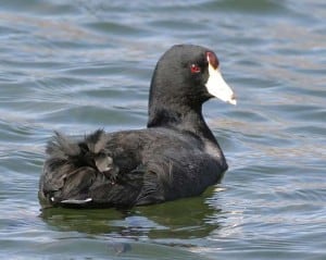 American Coot (Karl Egressy) 