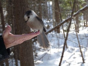 Gray Jay eating from my hand on Spruce Bog Trail - Algonquin Park - January 2012 