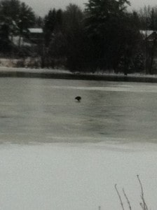 Bald Eagle on  L. Katchewanooka Dec. 21 13 by Laurie McLaughlin-Maveal