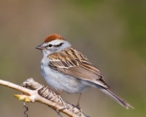 Chipping Sparrow - Karl Egressy