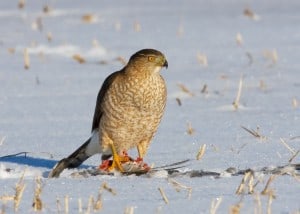 Adult Cooper's Hawk on kill  (Karl Egressy) 