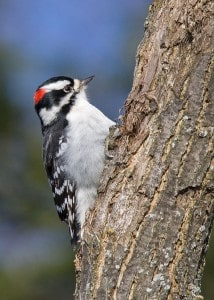 Downy Woodpecker  (Karl Egressy)