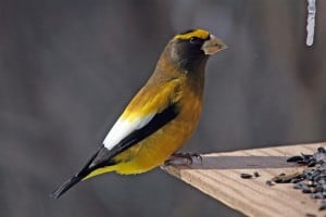 male Evening Grosbeak (Gord Belyea) 