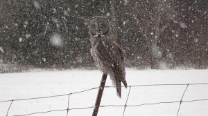 Great Gray Owl near Cavan in March 2012 - Frank Batty 