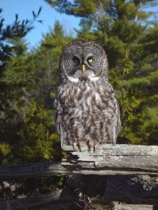Great Gray Owl - Tim Dyson 