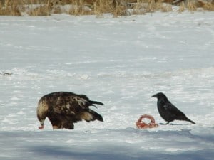 Golden Eagle photographed at Petroglyph Provincial Park (Tim Dyson)