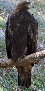 Golden Eagle  