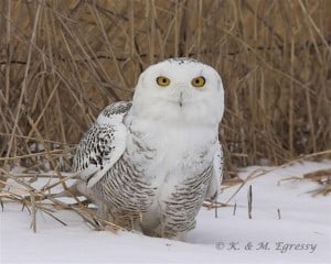 Snowy Owl (by Karl Egressy)