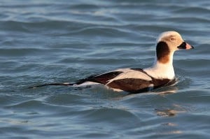 Long-tailed Duck - male 