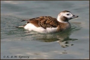 Long-tailed Duck - female (Karl Egressy) 