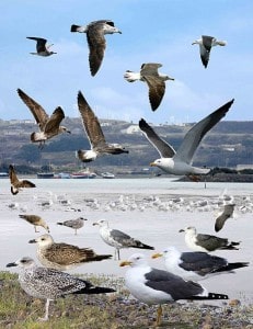 Lesser Black-backed Gull from the Crossley  Guide Britain and Ireland