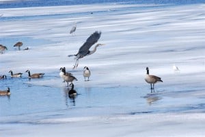 Early spring Great Blue Heron at Little Lake (Bill Wilcox)