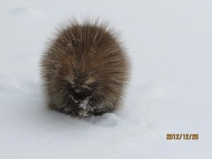 Porcupine (Michael Gillespie)