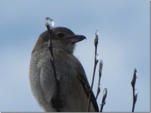 Northern Shrike (juvenile)  Dec. 27 2013 Peter Beales