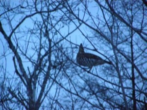 Ruffed Grouse on 2008 Christmas Bird Count 