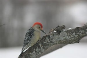 Red-bellied Woodpecker - Nov. 30, 2013 (Robert Latham) 