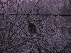 Ruffed Grouse (Sabine Overink) 