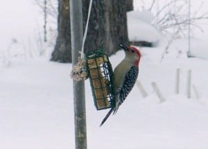 Male Red-bellied Woodpecker (Wayne Stovell) 