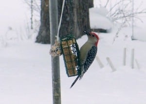 Red-bellied Woodpecker (Wayne Stovell) 