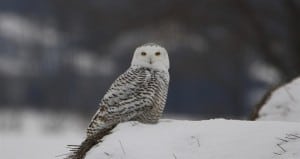 Chemong Road Snowy Owl  (Jeff Keller)