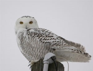 Chemong Road Snowy Owl  (Jeff Keller)