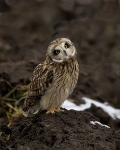 Short-eared Owl (Karl Egressy)