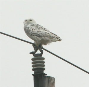 Snowy Owl -Karin Laine 