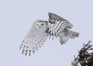 Snowy Owl (Karl Egressy) 