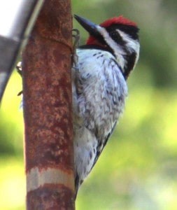 Yellow-bellied Sapsucker (Paul Anderson) 