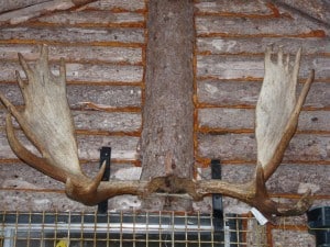 Moose antlers on outside wall of camp (Drew Monkman) 