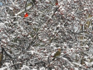 Cardinal and flicker (Sue Paradisis) 