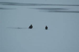 Bald Eagles at Gannons Narrows last December  (Jim Watt) 