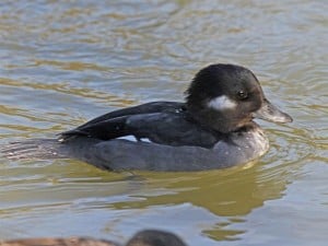 female Bufflehead  