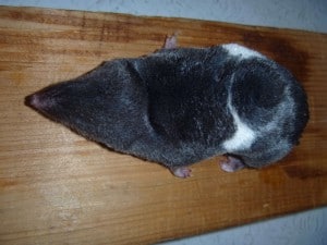 leucistic Short-tailed Shrew 1 (Paul Costello)