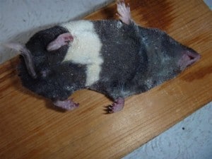 leucistic Short-tailed Shrew 2 (Paul Costello)