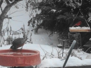 Robin and cardinal (Sue Paradisis)