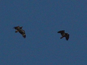 2nd year Bald (left) & 3rd year Golden. Note the long tail & small head of the Golden. Photo by Tim Dyson 