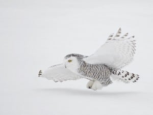 Snowy Owl - David Hemmings 