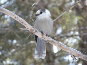 Gray Jay - Algonquin Park, January 2012