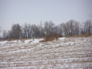 Snowy Owl on Amherst Island in 2009 