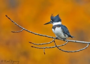 Belted Kingfisher (Karl Egressy)