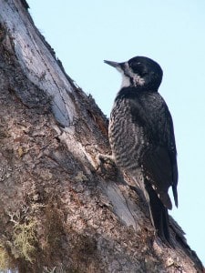 Black-backed Woodpecker - Wikimedia 