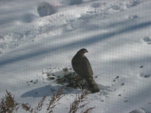 Cooper's Hawk on Rock Pigeon - Marg Byer 