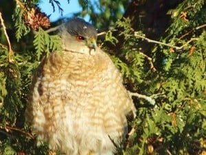 Cooper's Hawk - Nancy Cafik