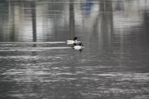 Male Common Merganser (rear) and male Common Goldeneye (Jeff Keller)